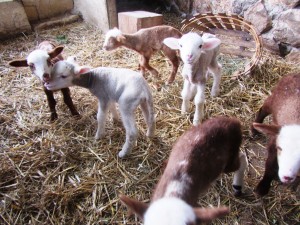 les agneau 4