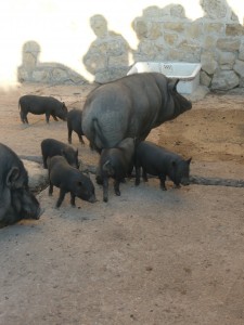 les cochons noirs nains