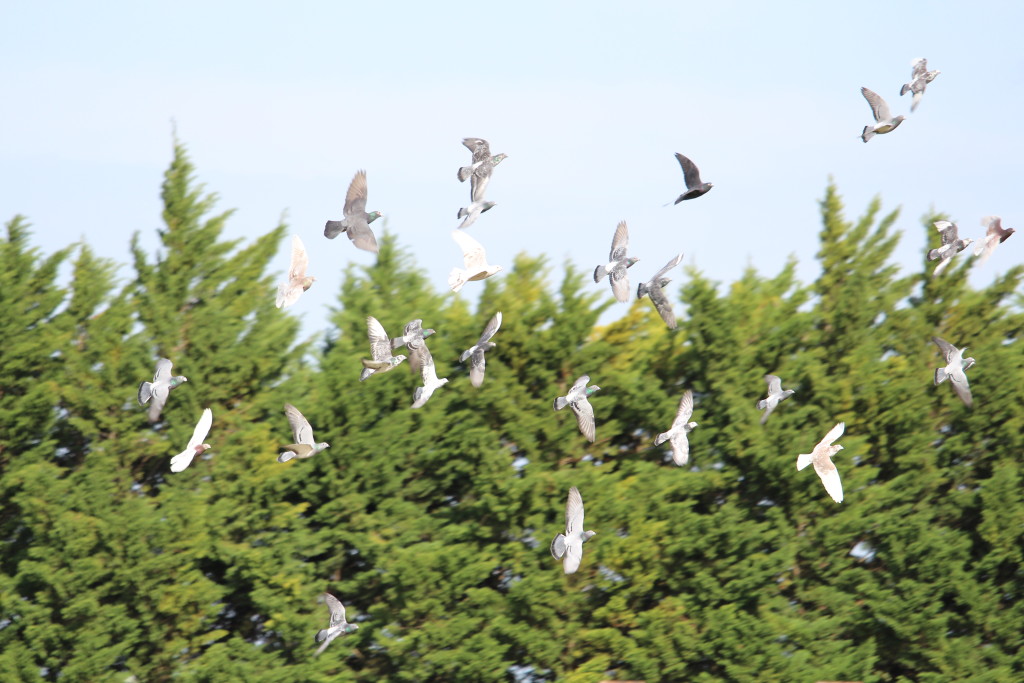 l'envol des pigeons voyageurs